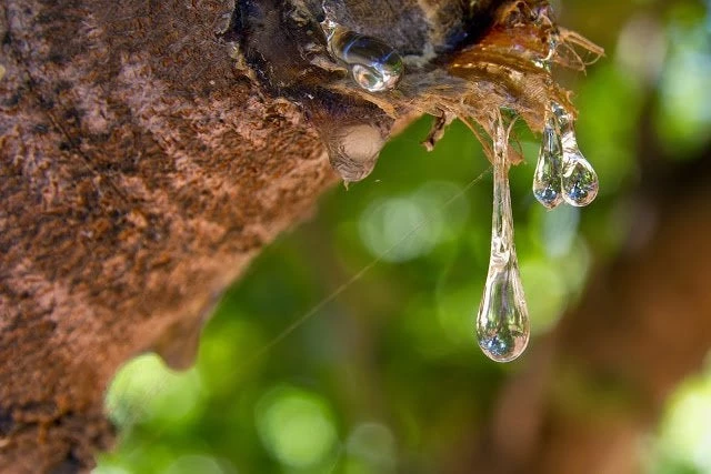 To θαύμα της φύσης με τις 70 θεραπευτικές ιδιότητες!